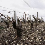 The vines at Phelan Segur