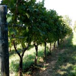 Vines at Skerk, showing the now preferred training method